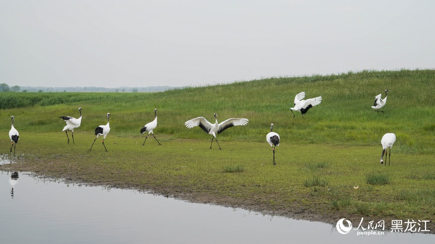 旅发看“鹤城”丨在扎龙国家级自然保护区看丹顶鹤惬意栖息