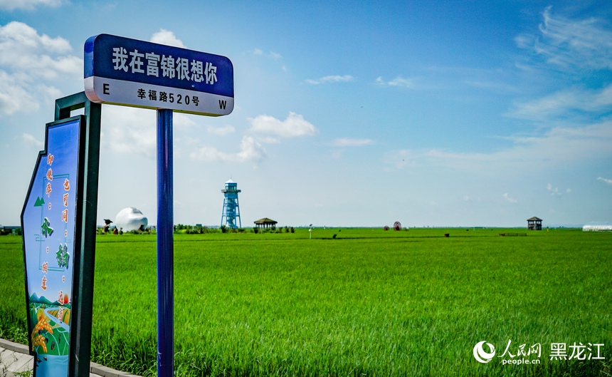 黑龍江富錦：萬畝水稻公園鋪展現代農業新畫卷