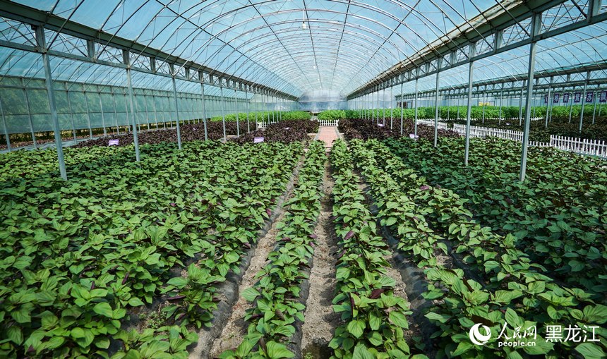 桦南紫苏种植试验基地。人民网记者 苏靖刚摄