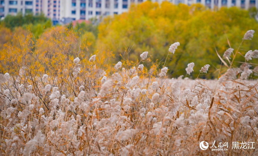 “五花”秋色扮靓哈尔滨