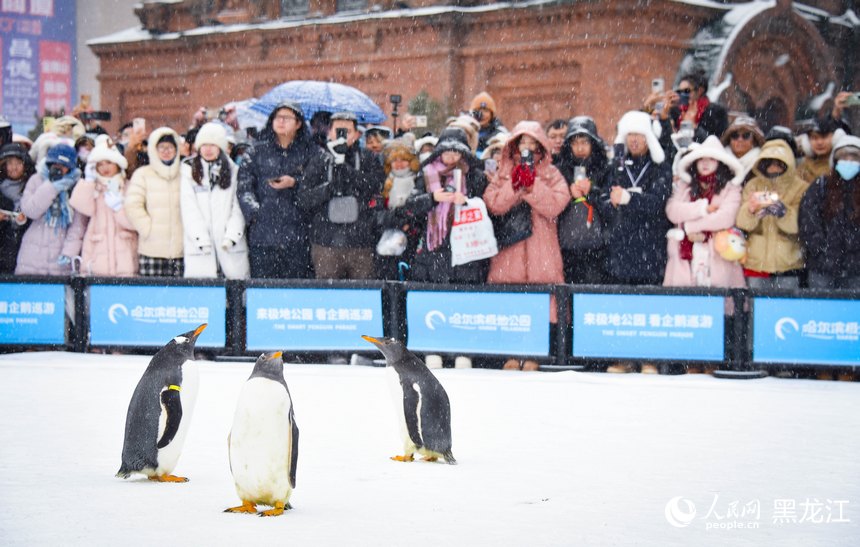 哈爾濱極地公園“淘學企鵝”大巡游開啟冬日首秀