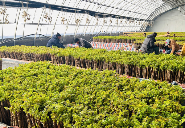 新春走基层丨山野菜“华体会平台盆栽”走俏市场