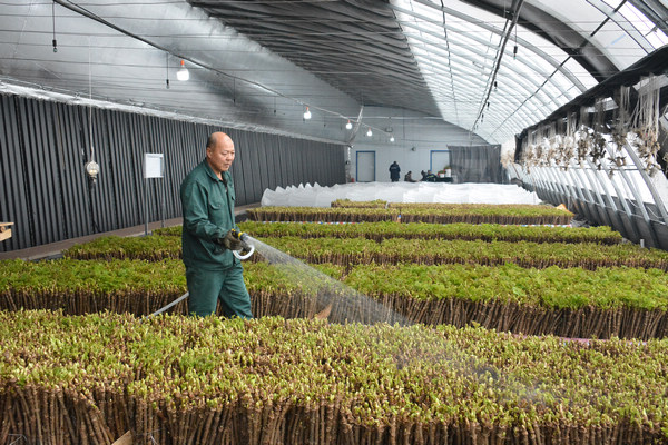 新春走基层丨山野菜“华体会平台盆栽”走俏市场(图3)