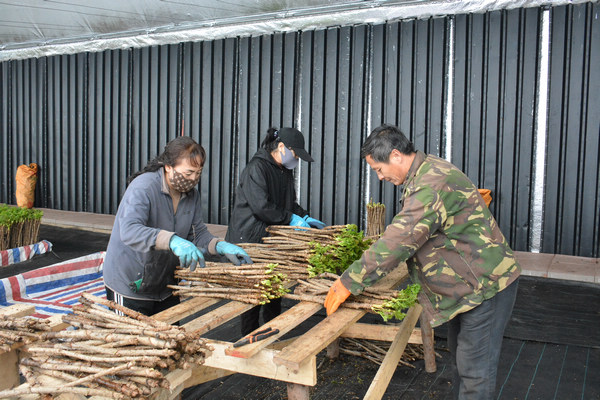 新春走基层丨山野菜“华体会平台盆栽”走俏市场(图4)