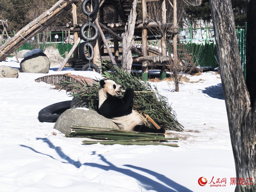 黑龙江亚布力：大熊猫雪地“画梅花”