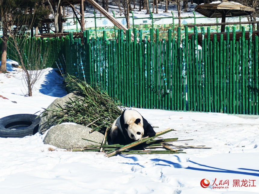 黑龙江亚布力：大熊猫雪地“画梅花”