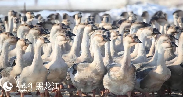 黑龙江富锦：“南鹅北养”寒地“安家”