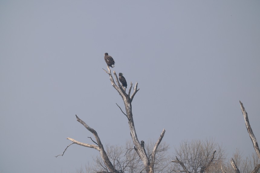興凱湖國家級自然保護區迎來大批北遷候鳥