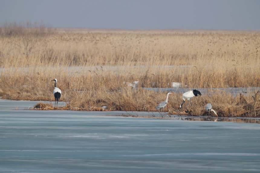 興凱湖國家級自然保護區迎來大批北遷候鳥
