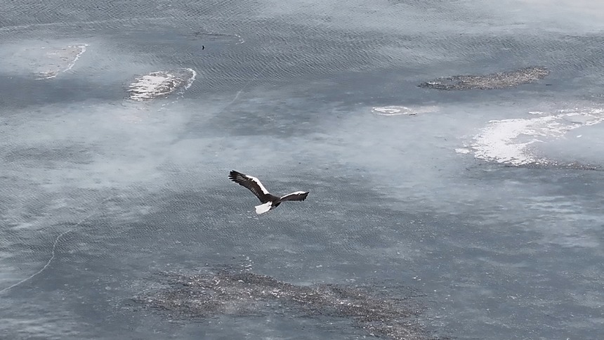 興凱湖國家級自然保護區迎來大批北遷候鳥