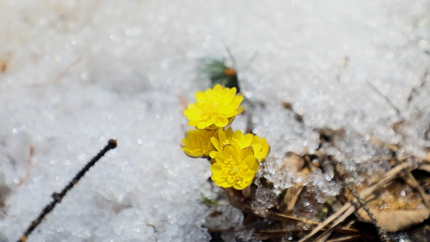 北緯49度，冰凌花奔赴“春天的約會”