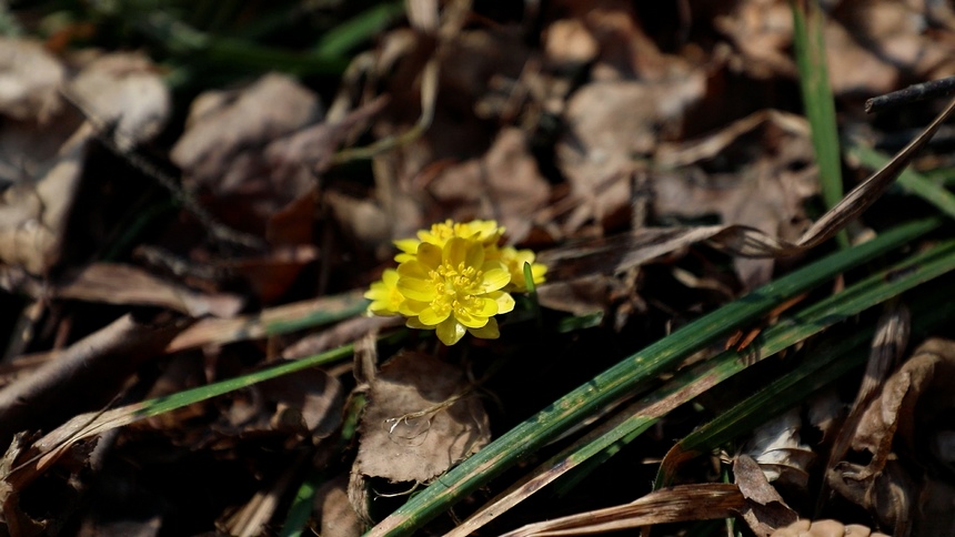 北緯49度，冰凌花奔赴“春天的約會”