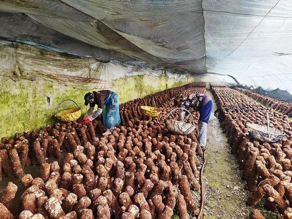 工人们正在采摘香菇。