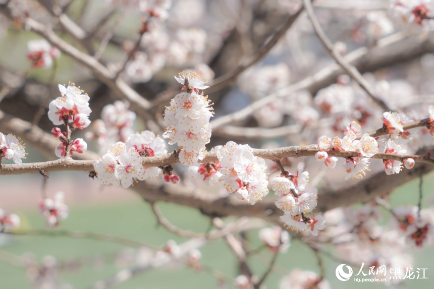 哈爾濱市民游客春日“追花”