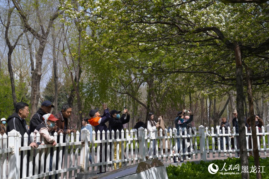 哈爾濱市民游客春日“追花”