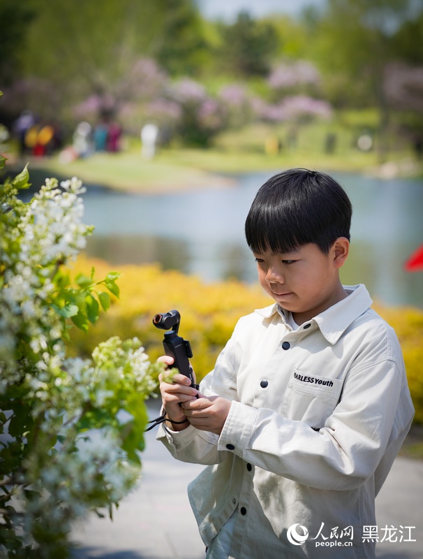 哈爾濱丁香花開綻芬芳