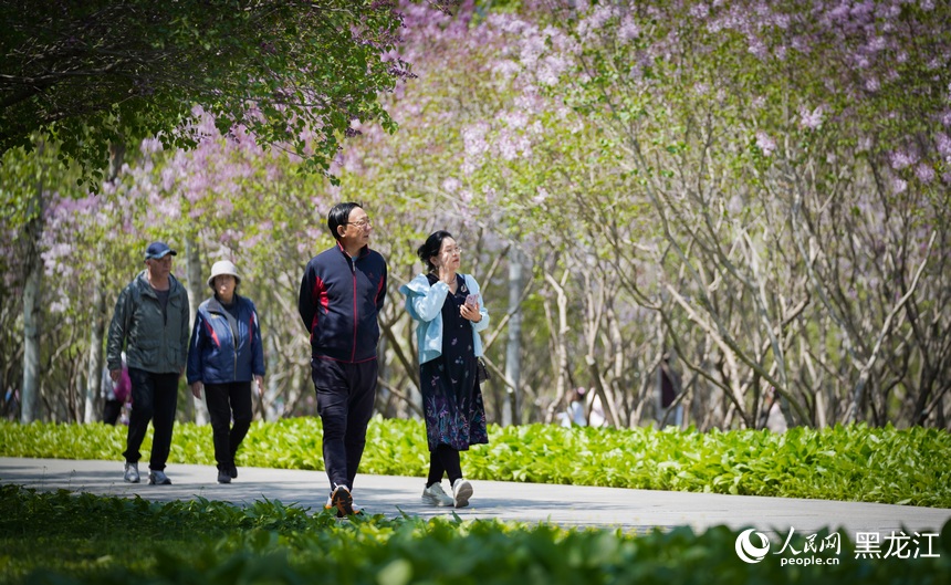 哈爾濱丁香花開綻芬芳
