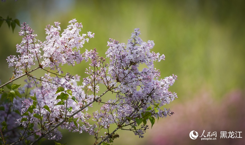 哈爾濱丁香花開綻芬芳