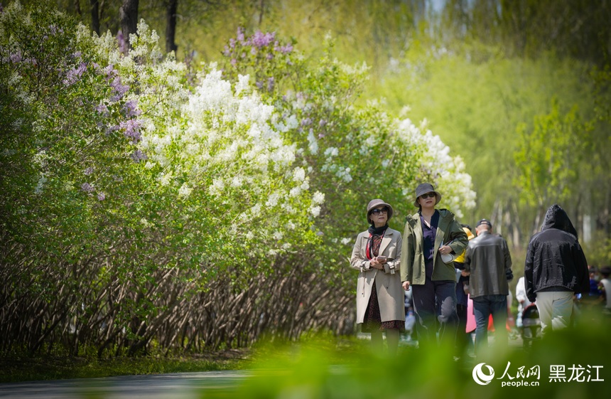 哈爾濱丁香花開綻芬芳