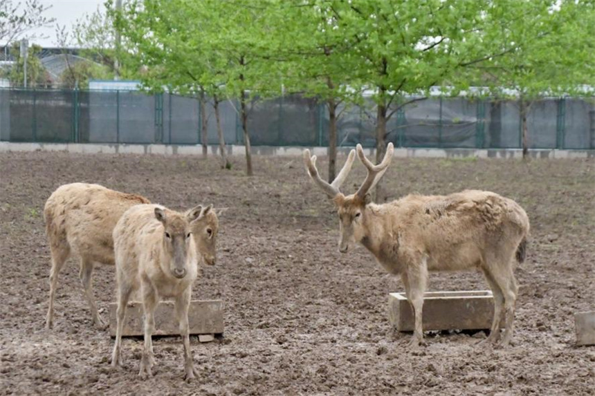 洞庭湖麋鹿苑中的麋鹿们。何佳丽摄