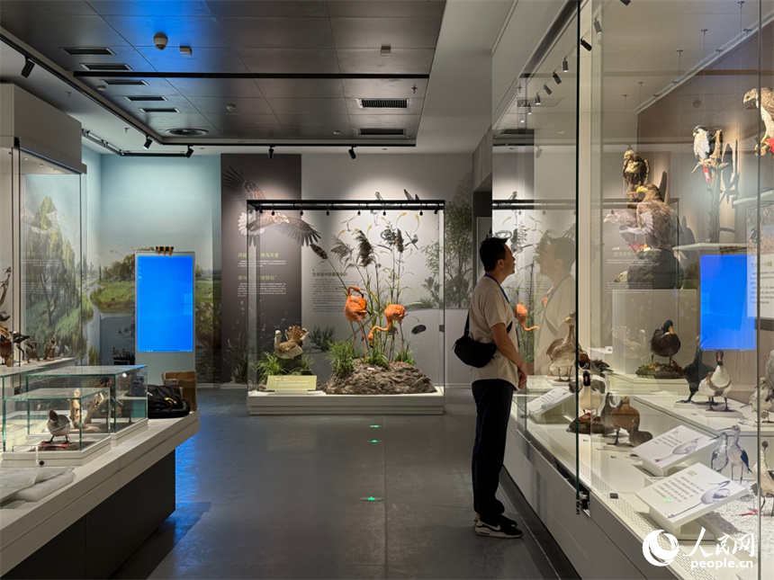 洞庭湖博物馆焕新开馆。人民网记者 吴茜薇摄