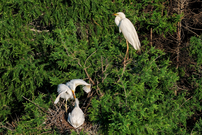 黑龙江同江：千余只鹭鸟“宝宝”茁壮成长