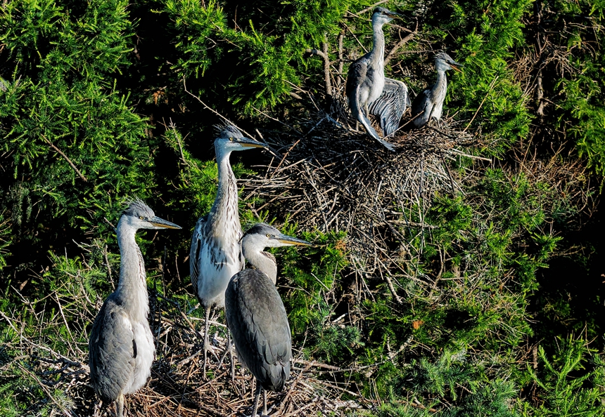 黑龙江同江：千余只鹭鸟“宝宝”茁壮成长