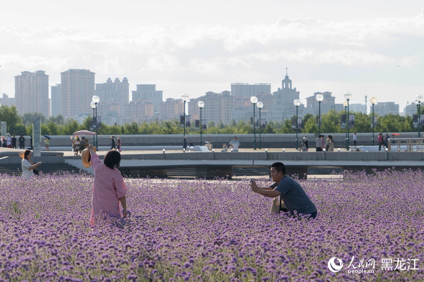 哈尔滨大剧院紫色花海浪漫绽放