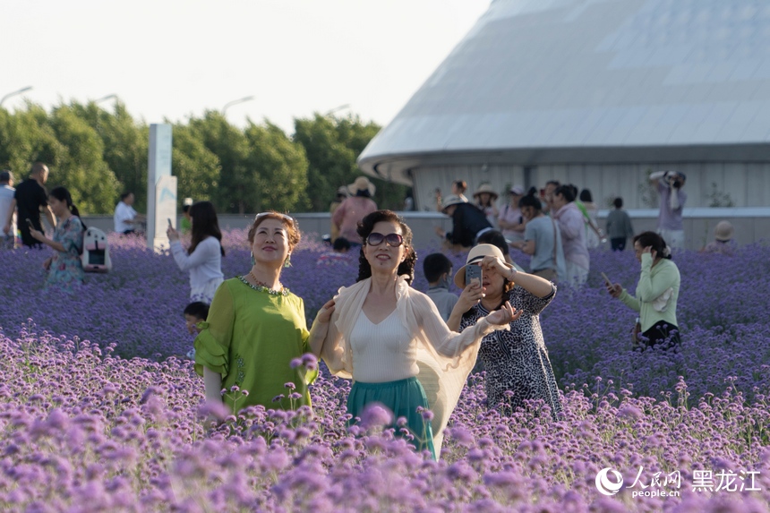 哈尔滨大剧院紫色花海浪漫绽放