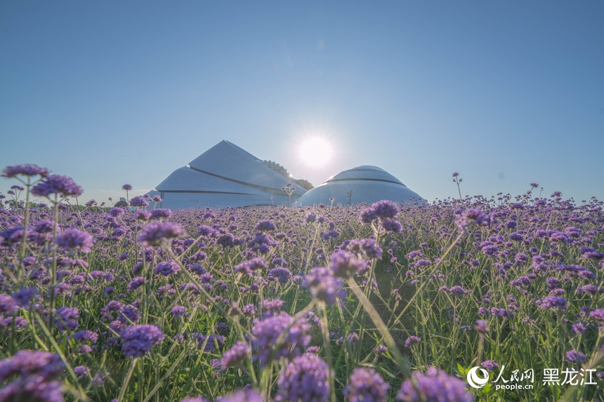 哈尔滨大剧院紫色花海浪漫绽放