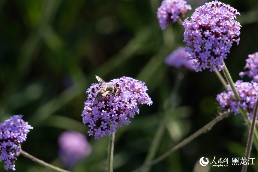 哈尔滨大剧院紫色花海浪漫绽放