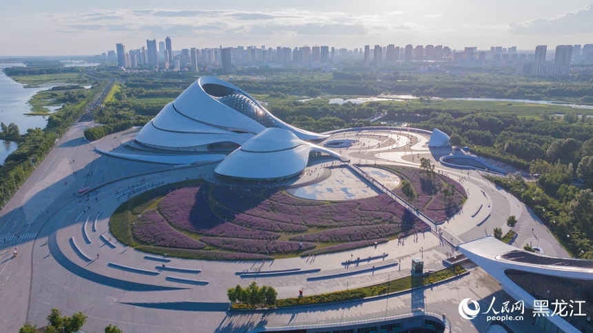 哈尔滨大剧院紫色花海浪漫绽放