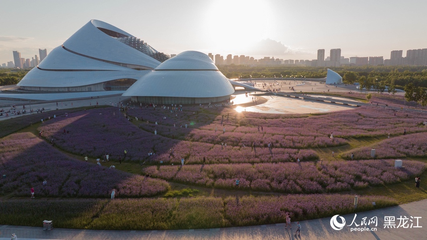 哈尔滨大剧院紫色花海浪漫绽放