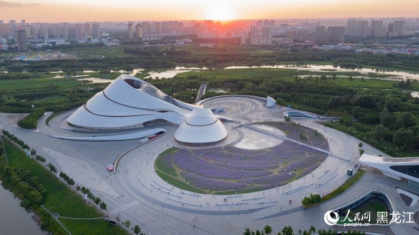 哈爾濱大劇院紫色花海浪漫綻放