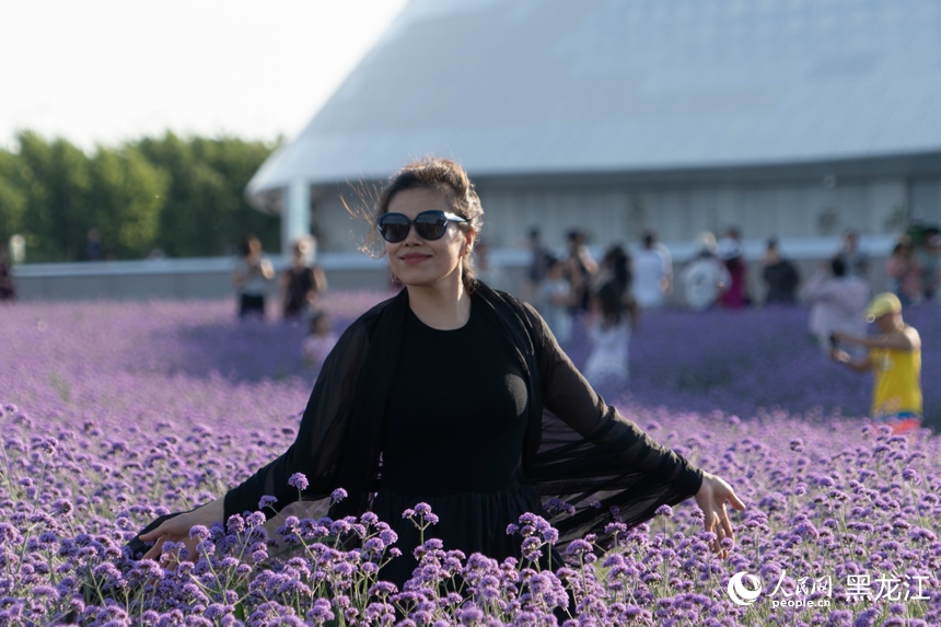 哈尔滨大剧院紫色花海浪漫绽放