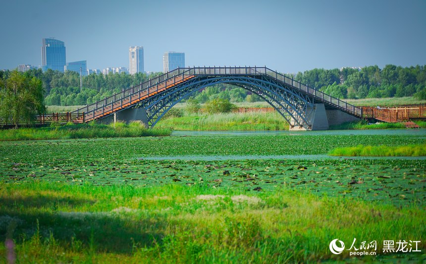 夏有凉风在冰城丨湿地绿韵 避暑纳凉