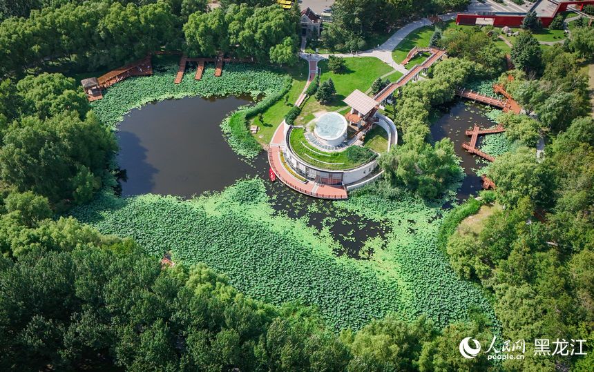 夏有涼風在冰城丨荷花朵朵迎風開