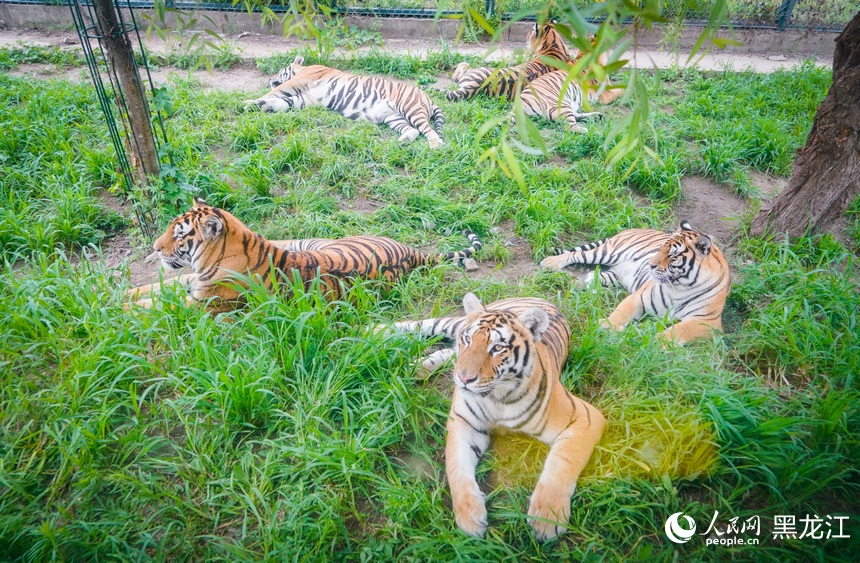 全球老虎日丨跟着镜头看“大猫”