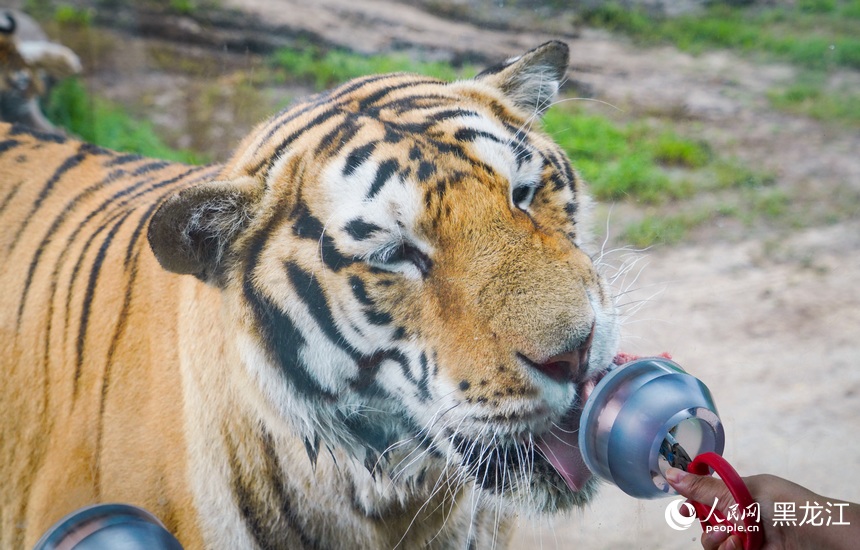 全球老虎日丨跟著鏡頭看“大貓”