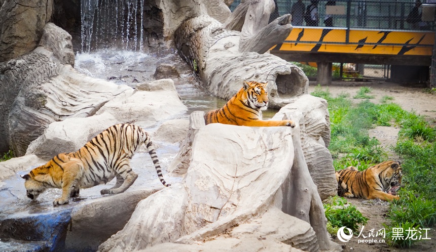 全球老虎日丨跟着镜头看“大猫”