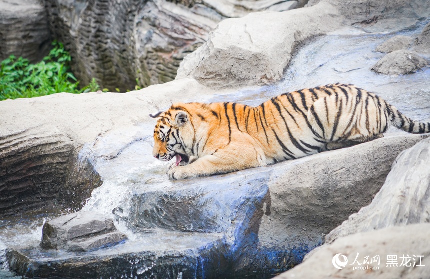 全球老虎日丨跟著鏡頭看“大貓”