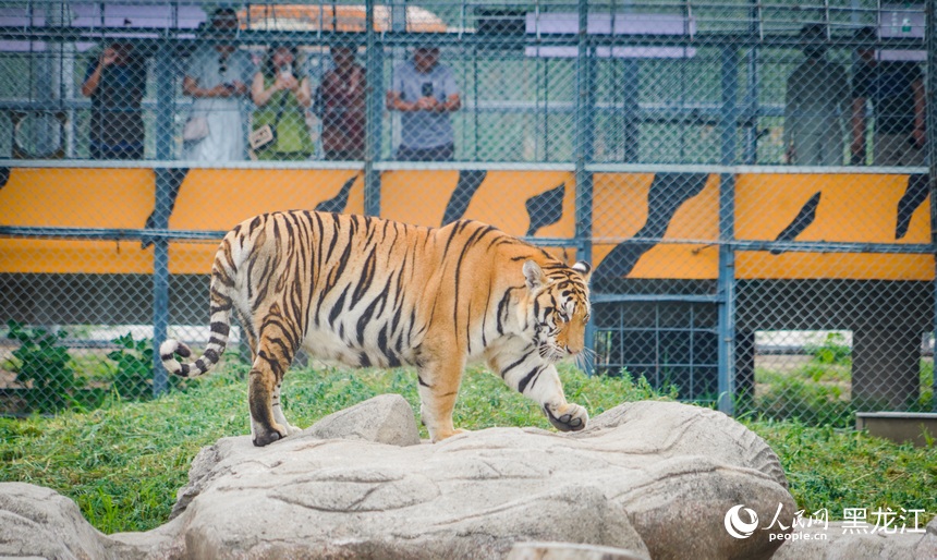 全球老虎日丨跟著鏡頭看“大貓”