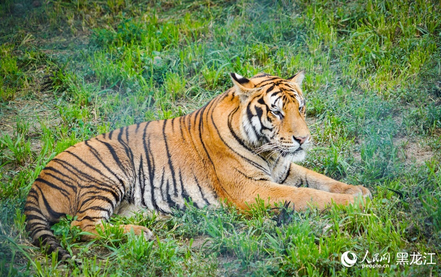 全球老虎日丨跟著鏡頭看“大貓”