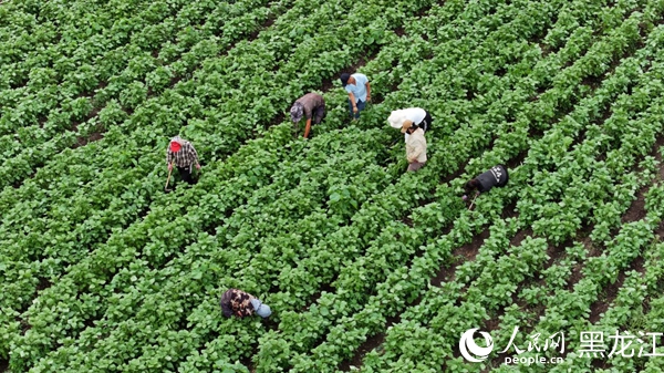 種植戶在紫蘇田間清理雜草。人民網 徐成龍攝