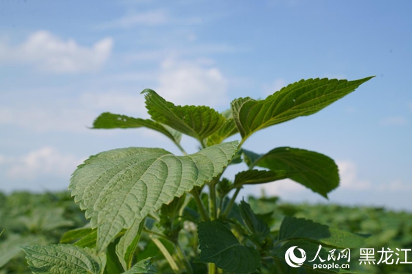 紫蘇產業已成為樺南縣域經濟的重要增長極。人民網 徐成龍攝