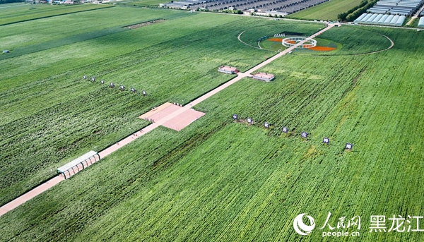 俯瞰樺南縣紫蘇種植示范園。人民網記者 蘇靖剛攝