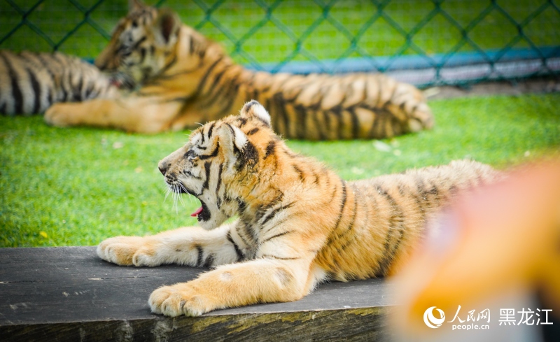 奶凶奶凶的小东北虎。人民网记者 苏靖刚摄