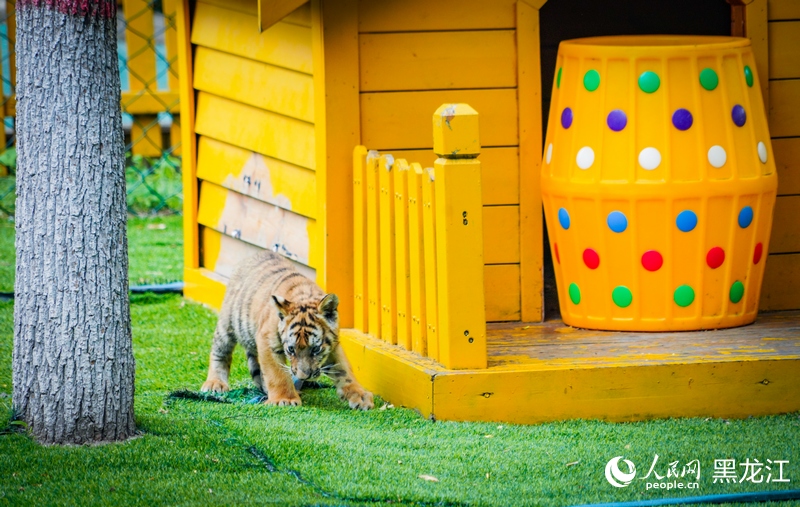 小老虎憨态可掬。人民网记者 苏靖刚摄