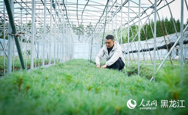 王立新正在检查大棚内红松幼苗的生长情况。人民网记者 苏靖刚摄