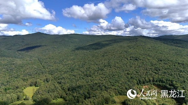 小兴安岭苍翠的林海绵延至天际。人民网 徐成龙摄